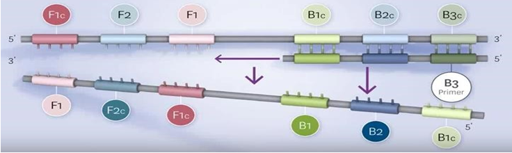 quá trình nhân bản DNA theo công nghệ LAMP